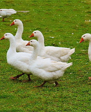 明吉農產(chǎn)品配送,重慶農產(chǎn)品配送,重慶土雞,重慶土鴨,重慶農家樂,蔬菜配送,重慶蔬菜配送,重慶食品配送,食品配送公司,重慶肉禽.重慶配送公司.重慶富民農場